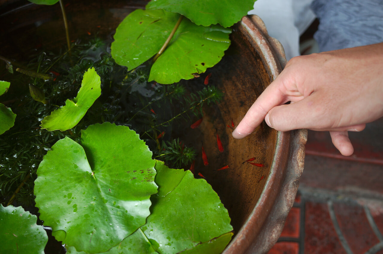Des petits poissons et le doigt de Clara dans un étang ornemental à Bangkok