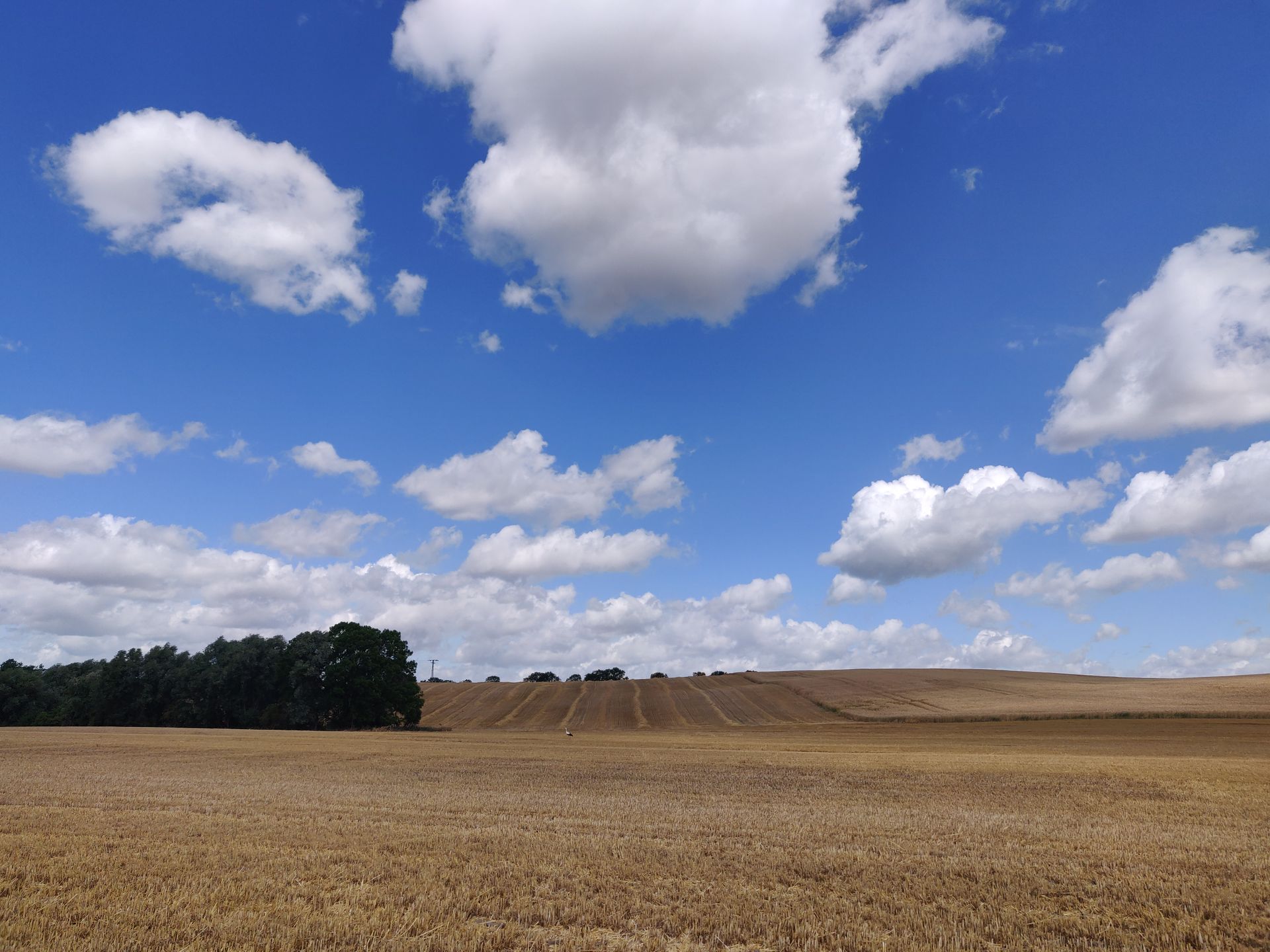 Champ de blé après la récolte et ciel bleu, quelques nuages blancs