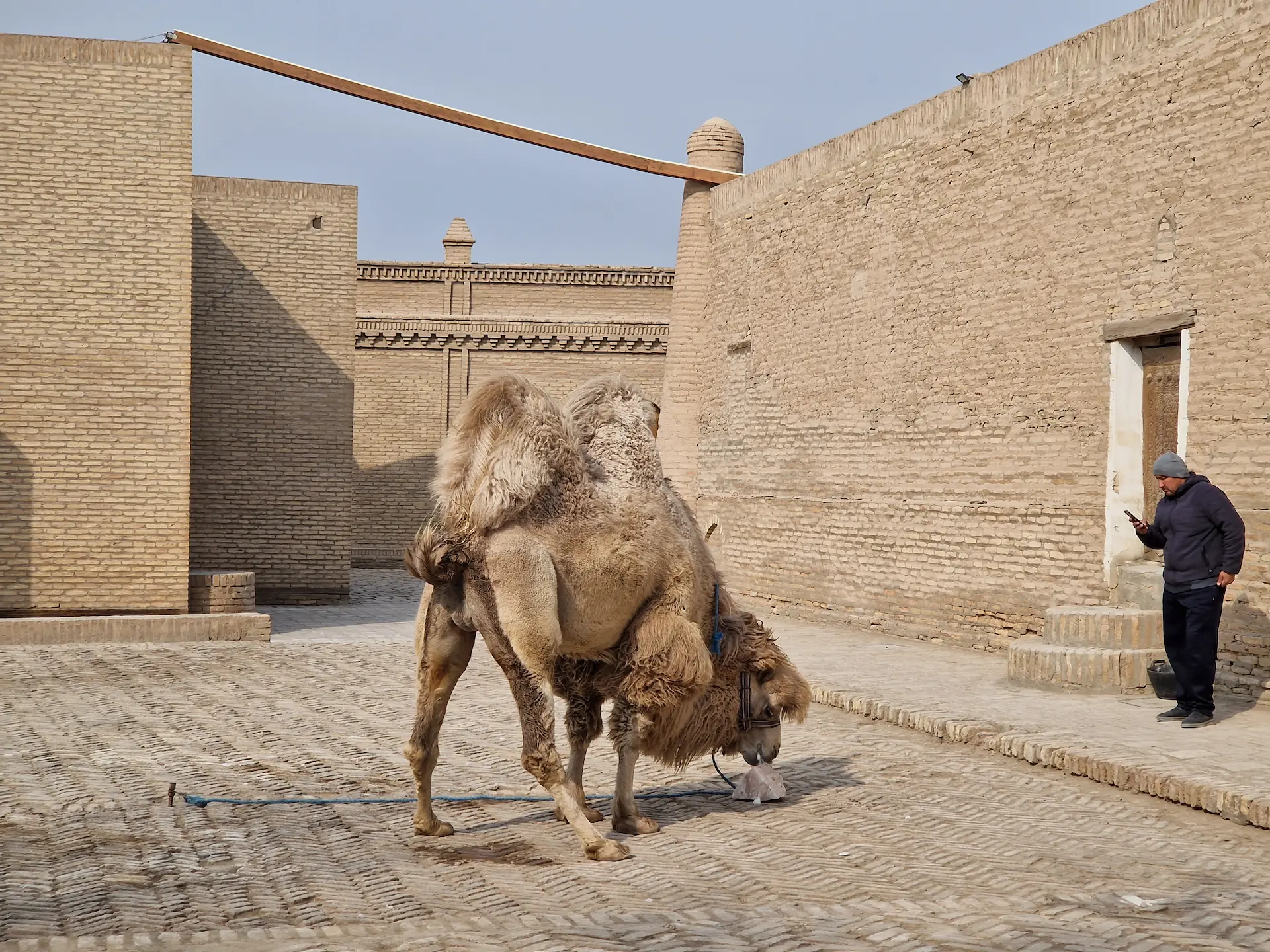 Un chameau attaché au milieu d'une place.