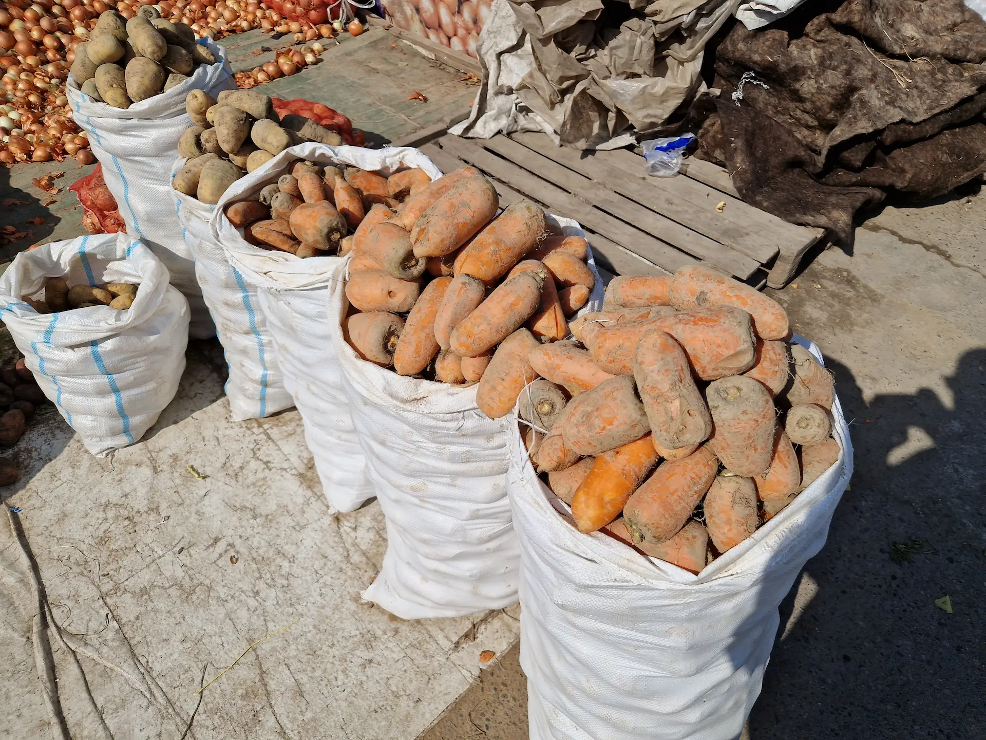 Des carottes courtes mais très épaisses dans des grands sacs de jute